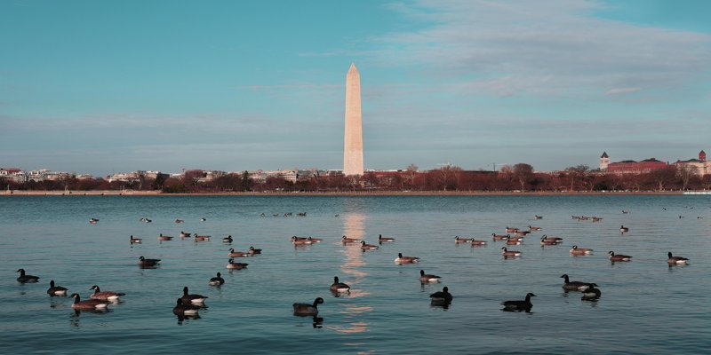 a group of ducks swimming in water with Washington Monument in the background